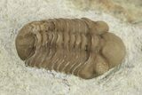 Juvenile Paciphacops Trilobite - Black Cat Mountain, Oklahoma #241433-2